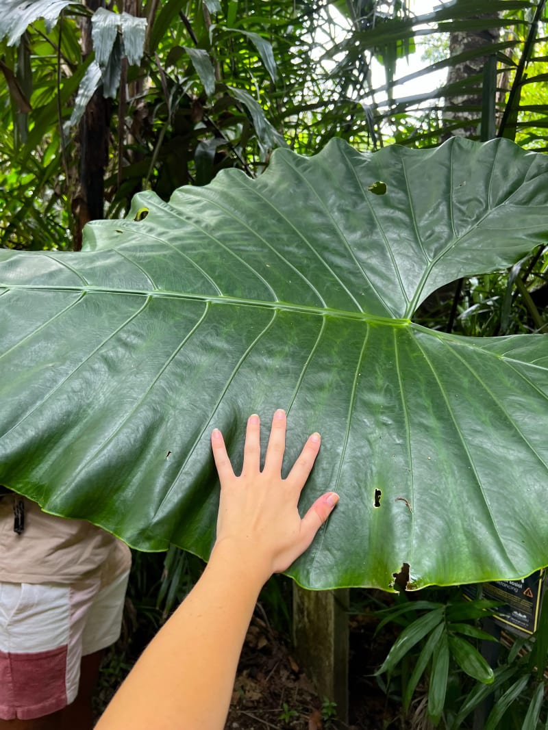 Huge tropical leaf in Taman Tugu Park in Kuala Lumpur, Malaysia