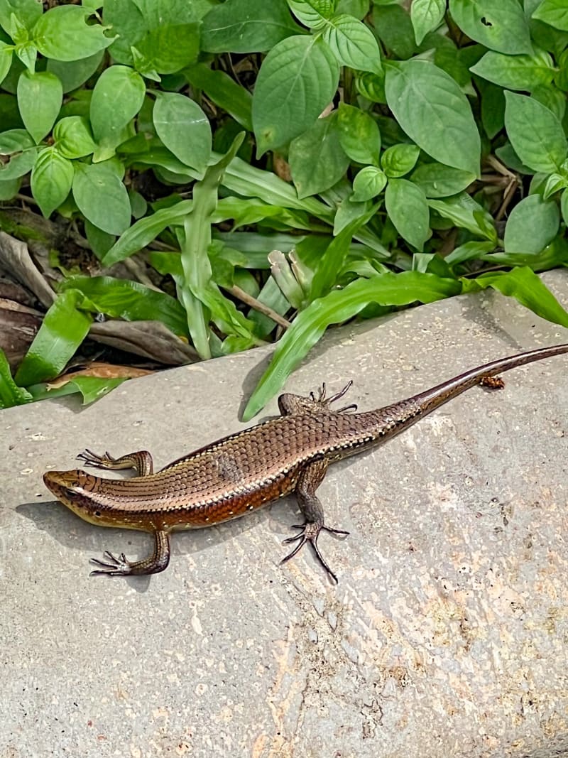 A large lizard in Taman Tugu Park in Kuala Lumpur, Malaysia