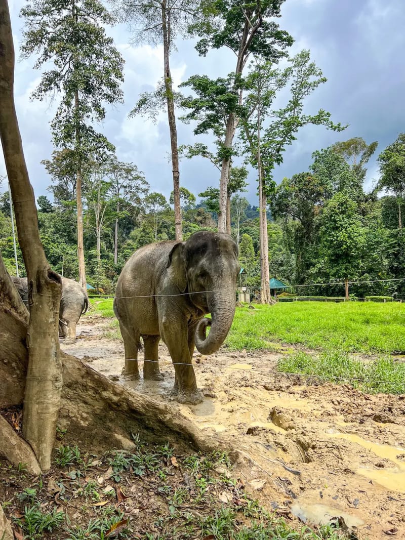 An elephant at Kuala Gandah Elephant Sanctuary in Malaysia