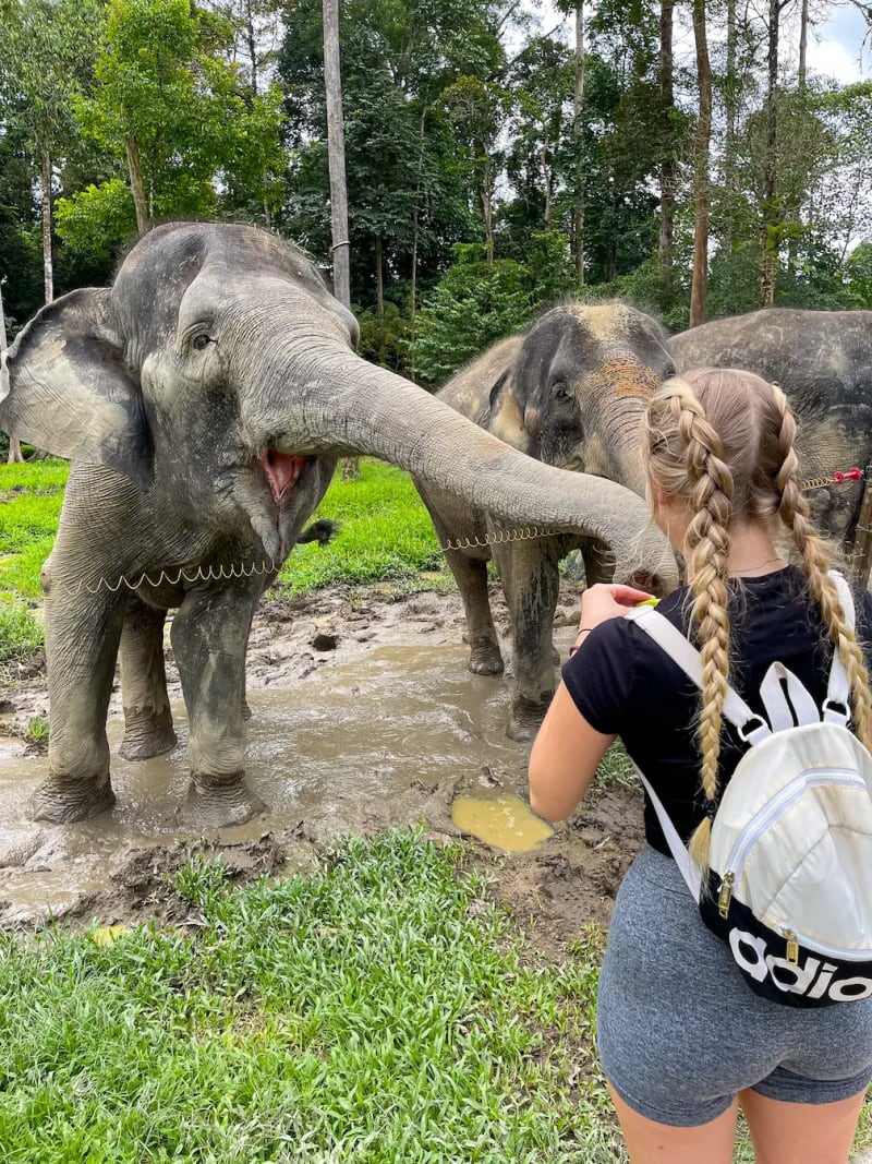 Feeding an elephant at Kuala Gandah Elephant Sanctuary in Malaysia