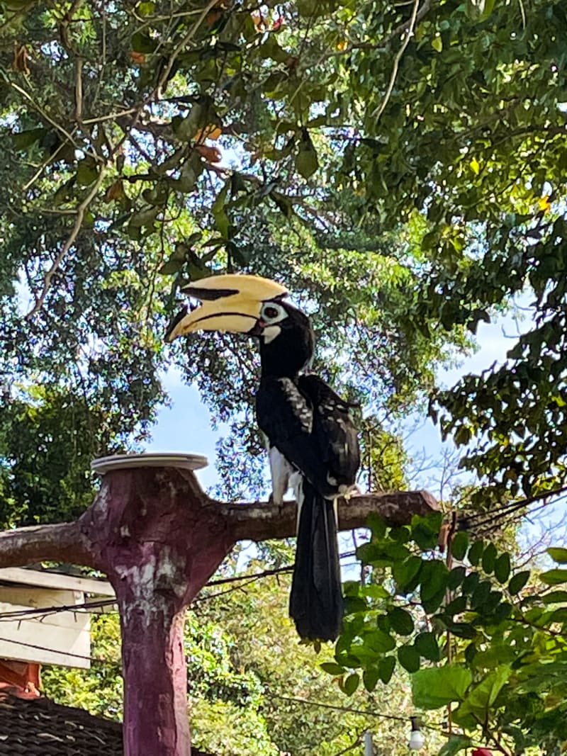 Oriental Hornbill on Pangkor Island in Mayalsia