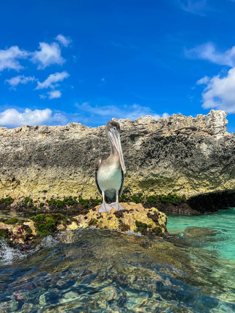 Pelican on a rock at Tres Trapi Beach in Aruba