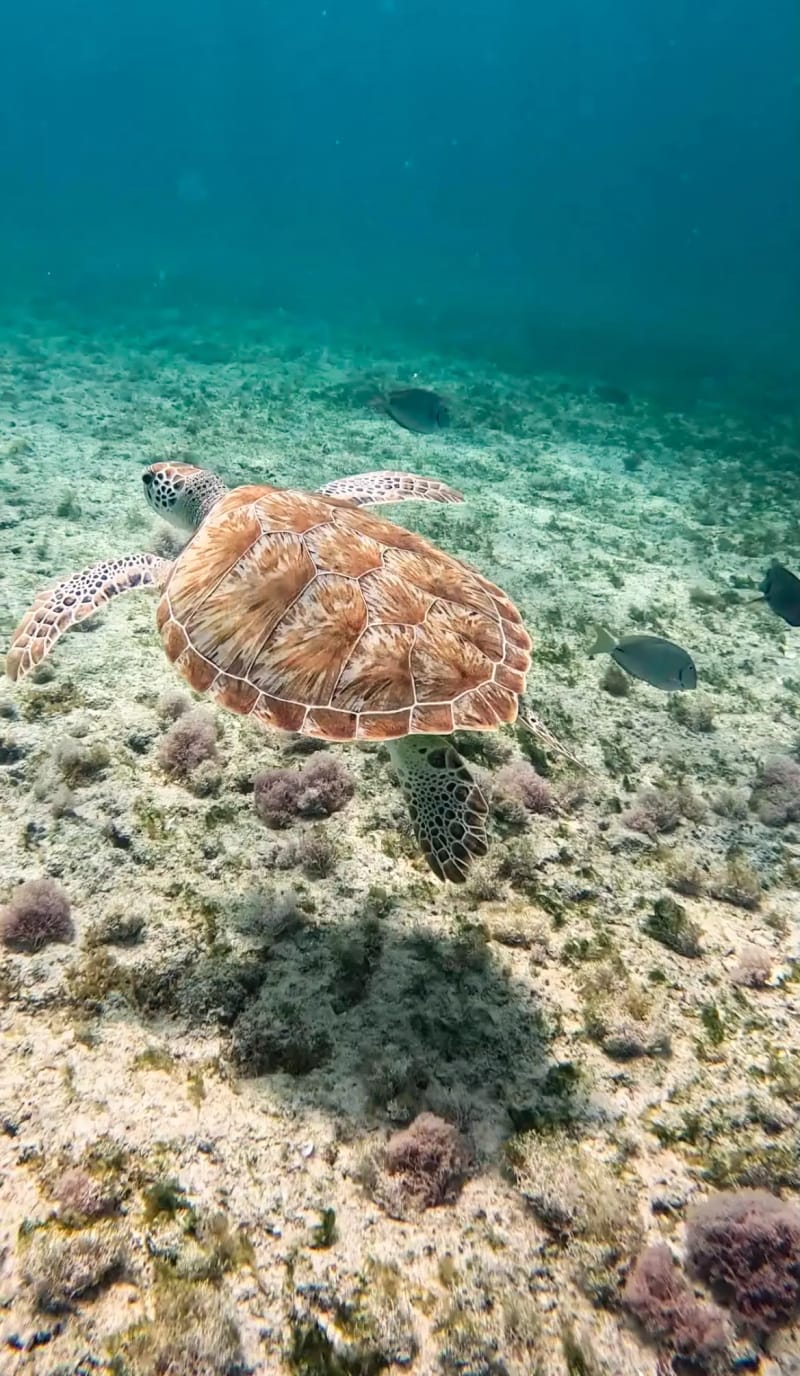 Green sea turtle underwater at Tres Trapi in Aruba
