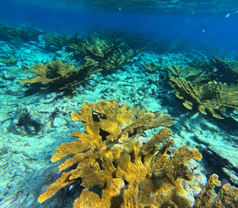 Coral reefs in the Caribbean Sea in Aruba