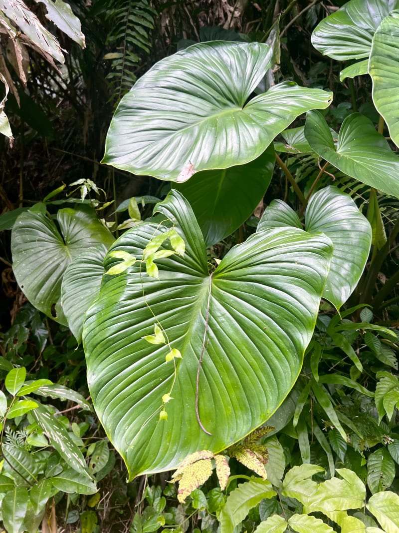 Tropical foliage in the jungle in Bali