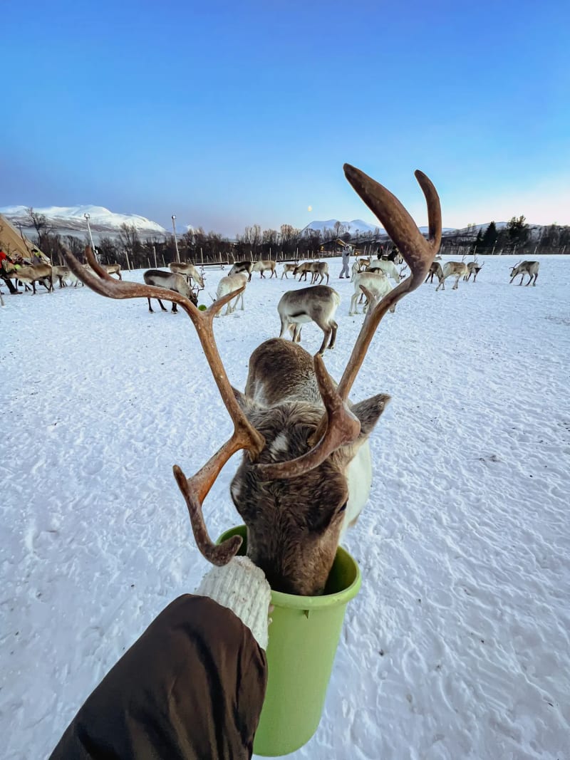 Feeding reindeer in Tromsø, Norway during the winter