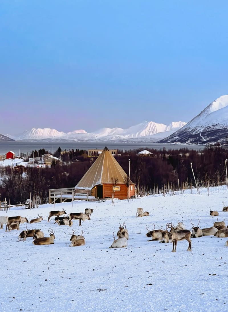 Reindeer on a Sami camp in Tromsø, Norway during the winter