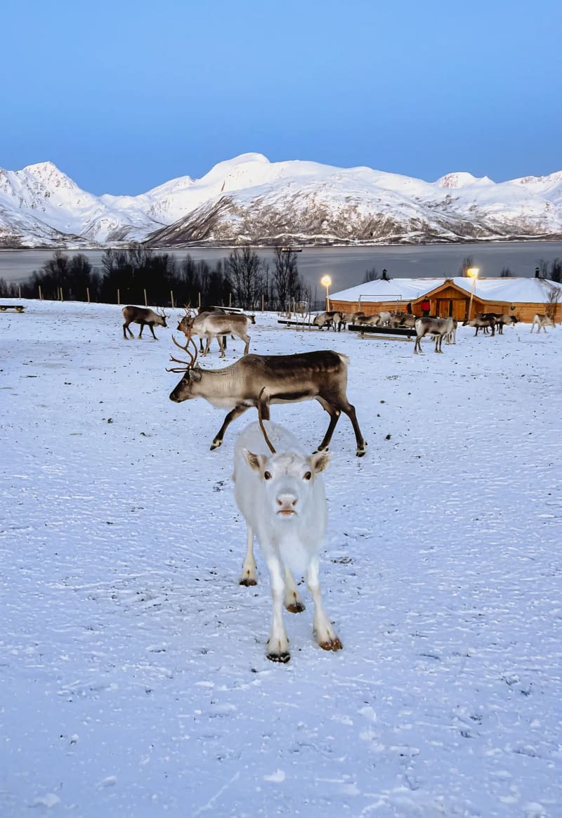 Reindeer in Tromsø, Norway in the winter