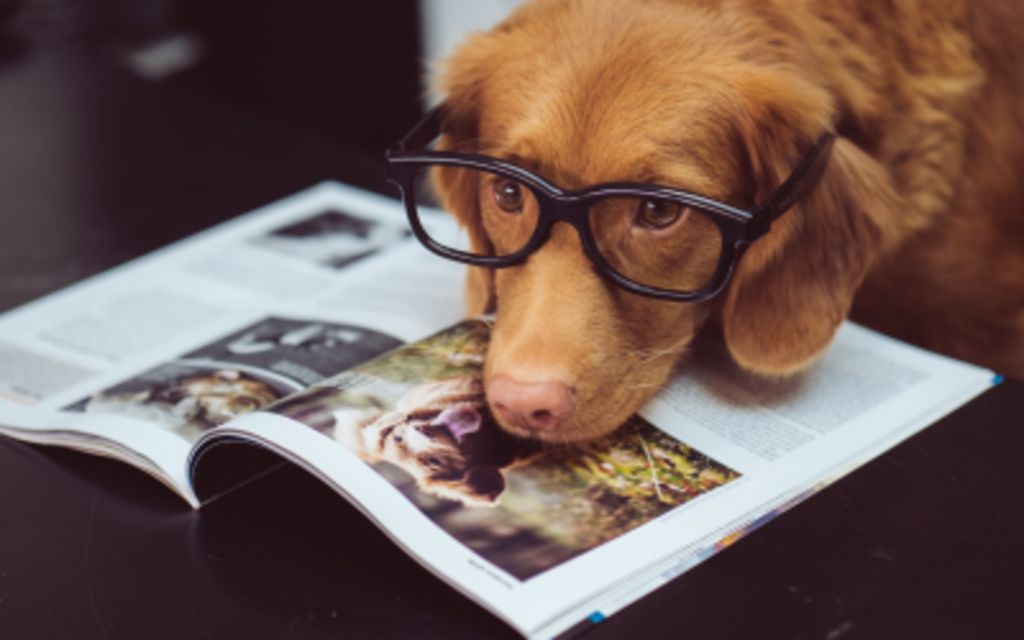 Photo of a dog wearing glasses and resting his head on a magazine