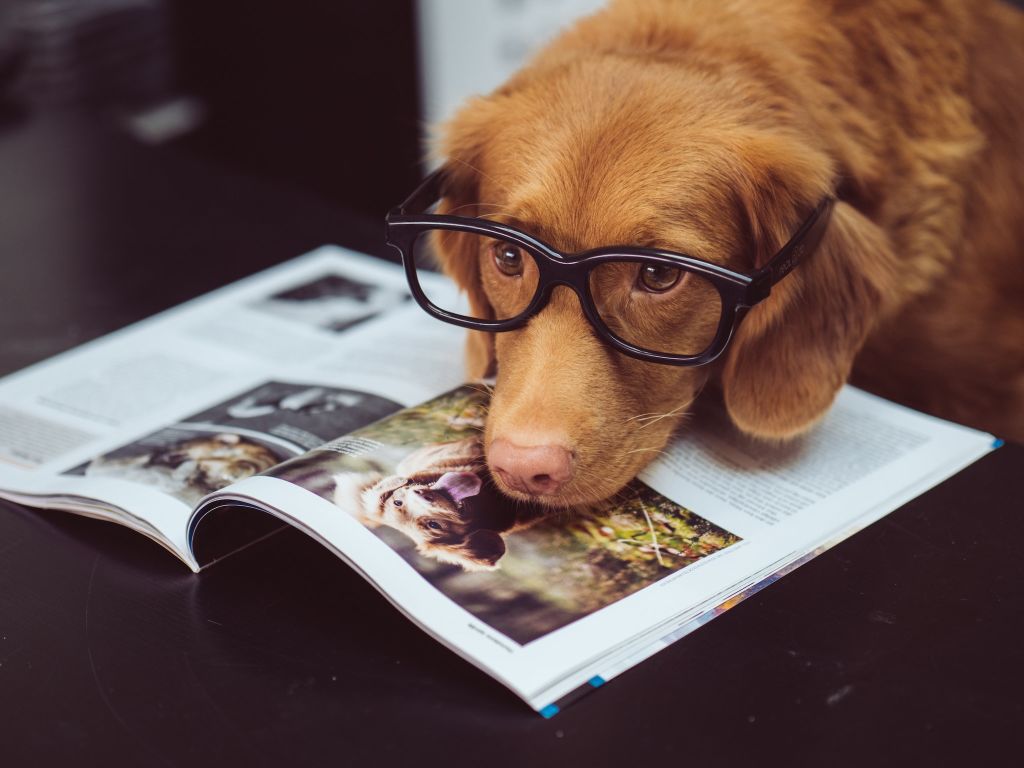 Photo of a dog wearing glasses and resting his head on a magazine