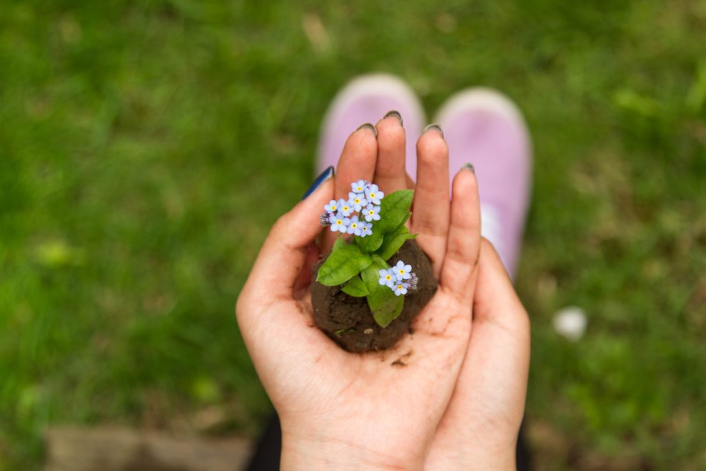 photo of someone holding a small seedling in their hand