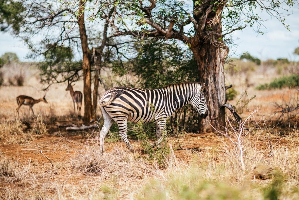 photo of a zebra grazing