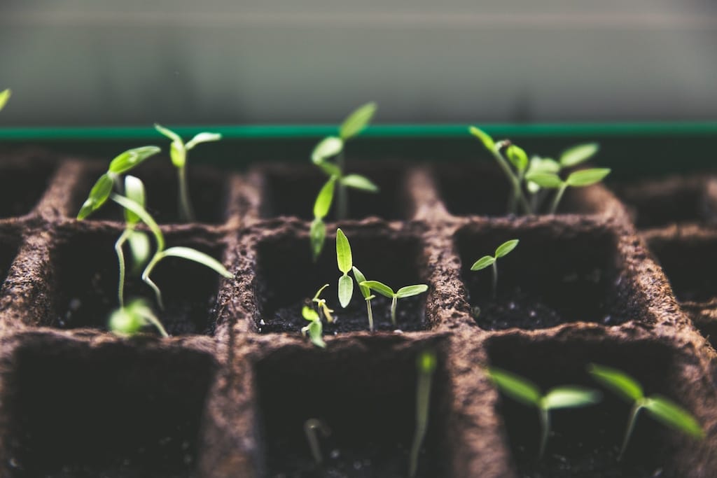 photo of seedlings growing in the dirt