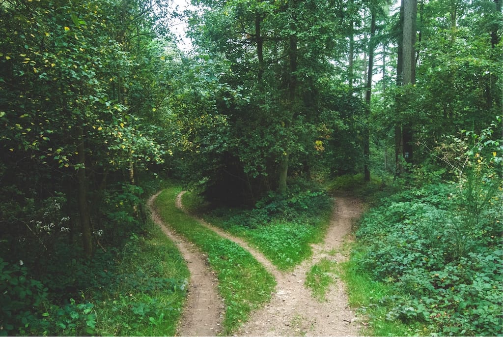 photo of forking path in the woods