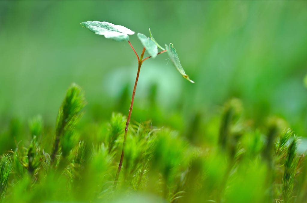 small seedling growing out of the ground