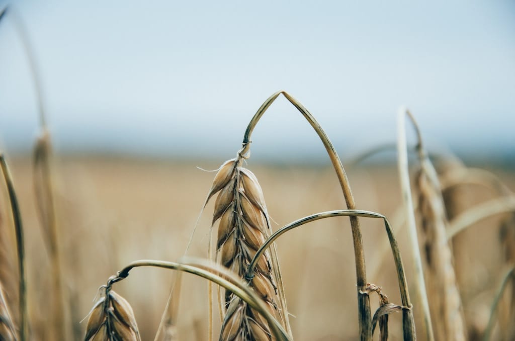 Photo of a wilting brown wheat as metaphor for RealtyShares failing to grow more