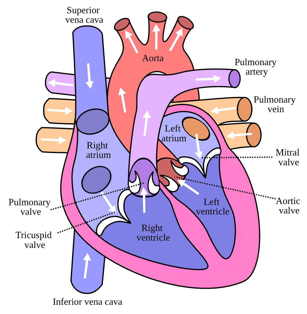 Heart anatomy showing the chambers, valves and great vessels — Wikimedia Commons