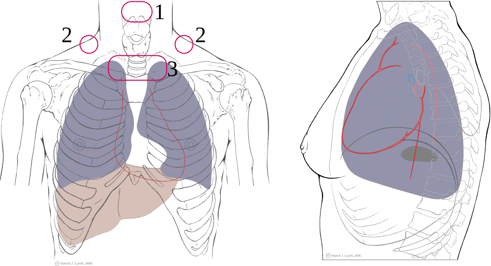 Lung auscultation areas on the front of the chest — Põnn, CC BY 2.5