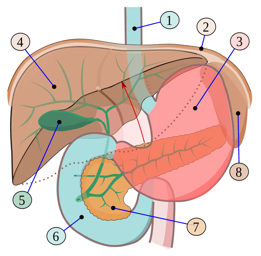 Abdominal organs and their approximate anatomical positions — Wikimedia Commons