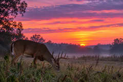 Chesterfield County, VA Hunter Safety Classes Open for Fall