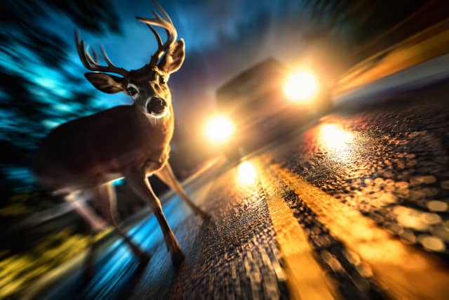 Palos Park Police Urge Drivers to Watch for Deer