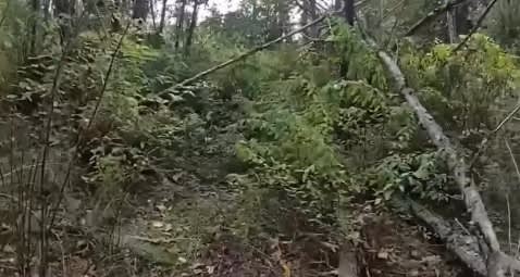 Pierce County, WA Human Remains Found in Wooded Area