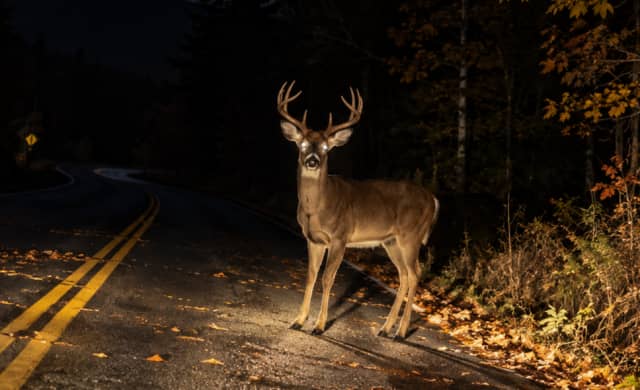 Wisconsin Deer Crashes: Drivers Urged to Slow Down This Fall