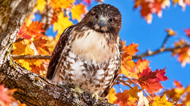 Wildlife Alert: Young Red-Tailed Hawks Arrive Starving This Fall