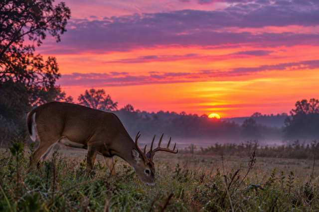 Chesterfield County, VA Hunter Safety Classes Open for Fall