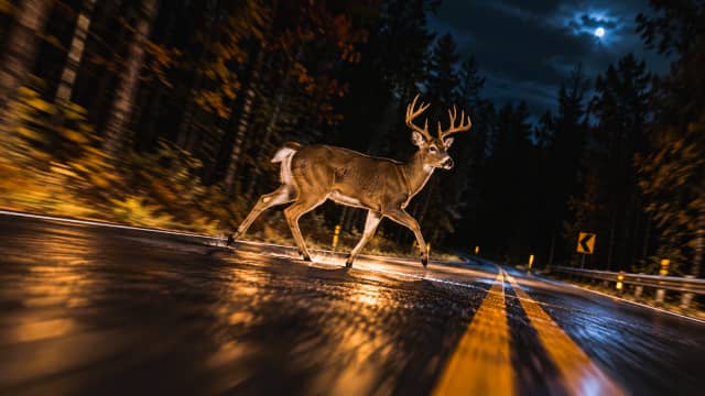 Wisconsin Sheriff Hospitalized After Oct. 11 Motorcycle vs Deer Crash