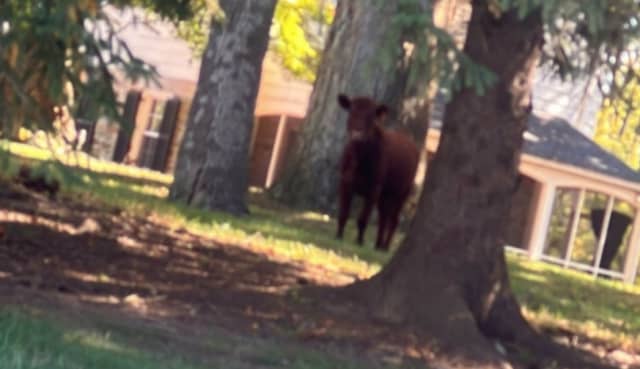 Pikesville, MD Cow Runs Loose Near I-695 on Oct. 21