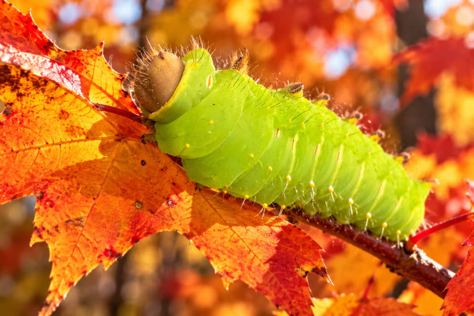 Illinois Caterpillar Watch Today: Which Fall Species Can Sting?