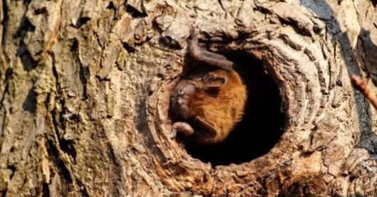 Illinois Study Finds Tree Hollows Shield Wildlife From Extreme Heat