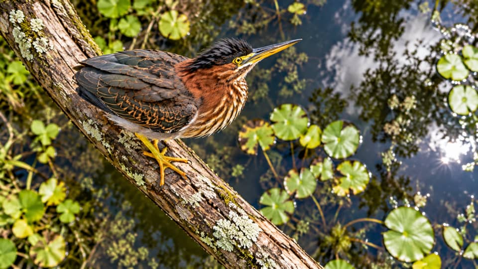 U.S. Wildlife: This Stocky Sci-Fi-Looking Bird Actually Uses Tools