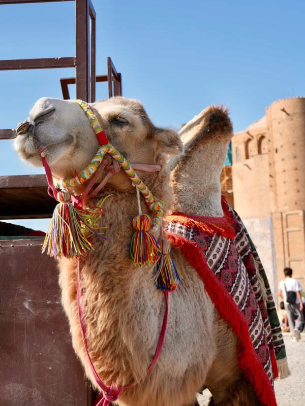 Southern Turkistan Sacred Places — 1-Day Tour