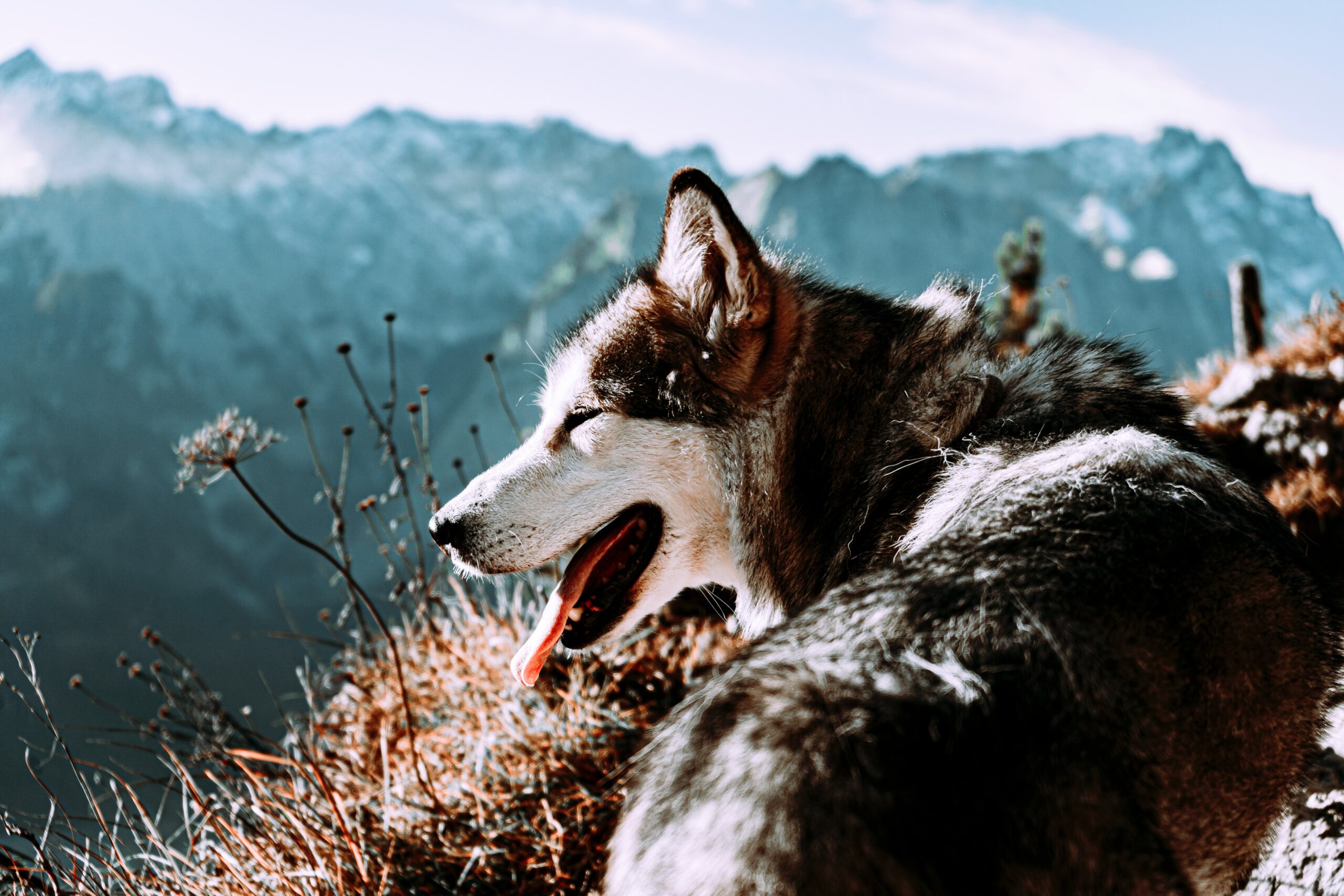 top-national-parks-that-allow-pets-on-trail-la-mesa-blog
