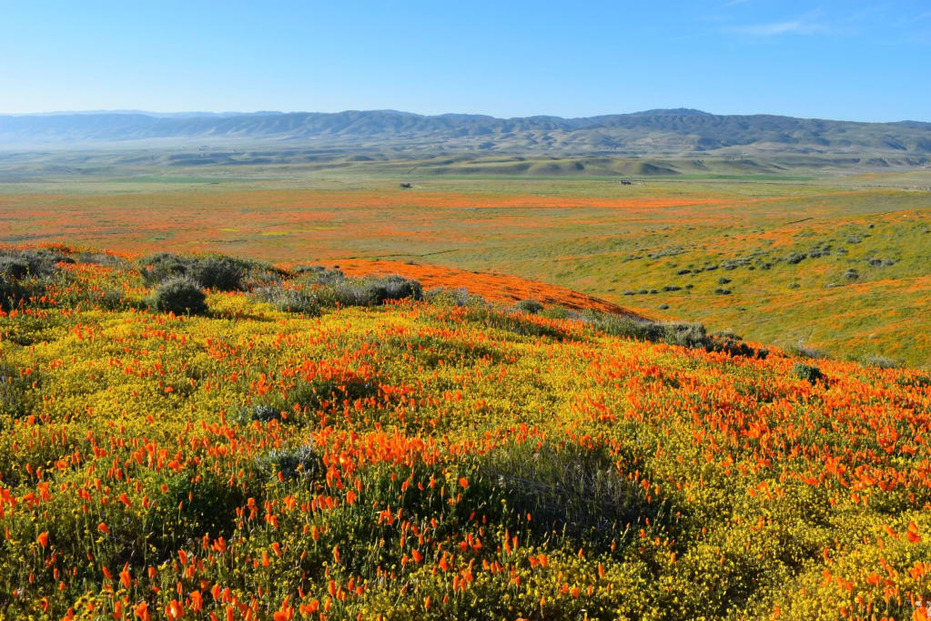 Antelope-Valley-California-Poppy-Reserve