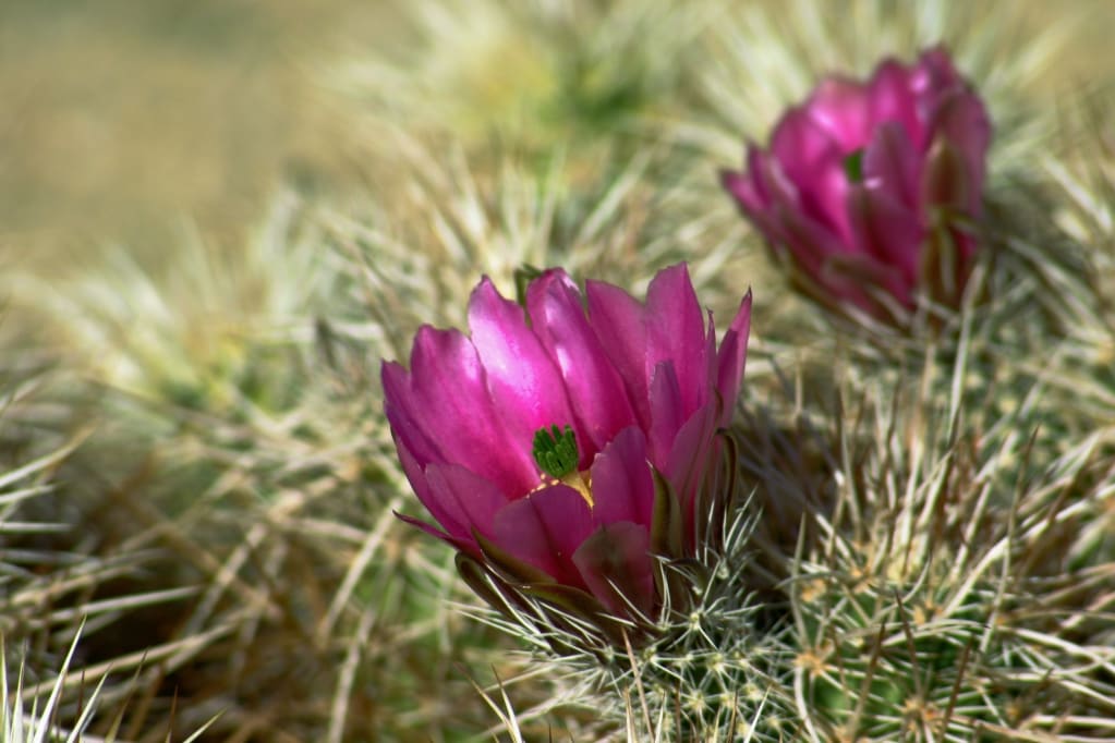 Joshua Tree National Park