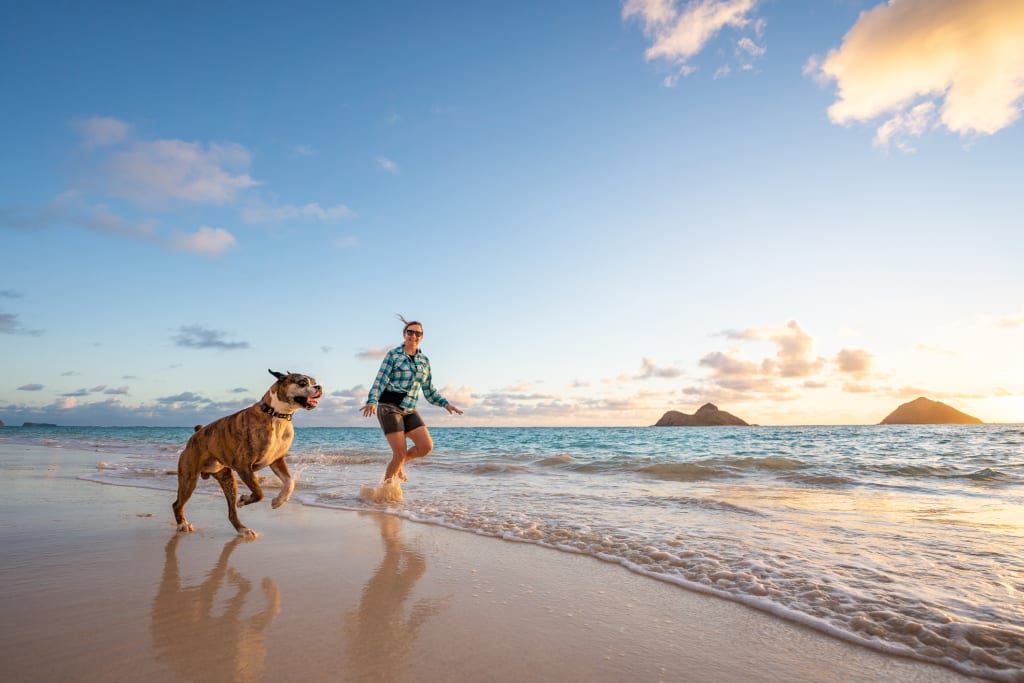 California’s Best Dog Friendly Beaches My Rec Van