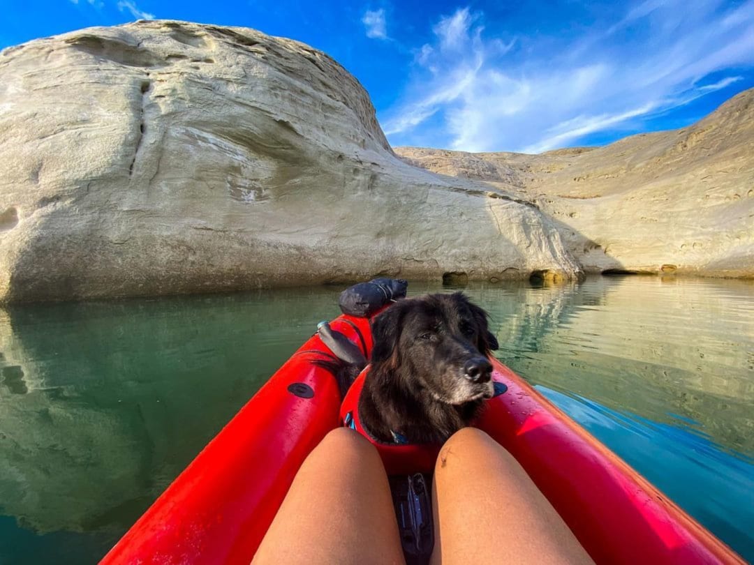 van life with a dog