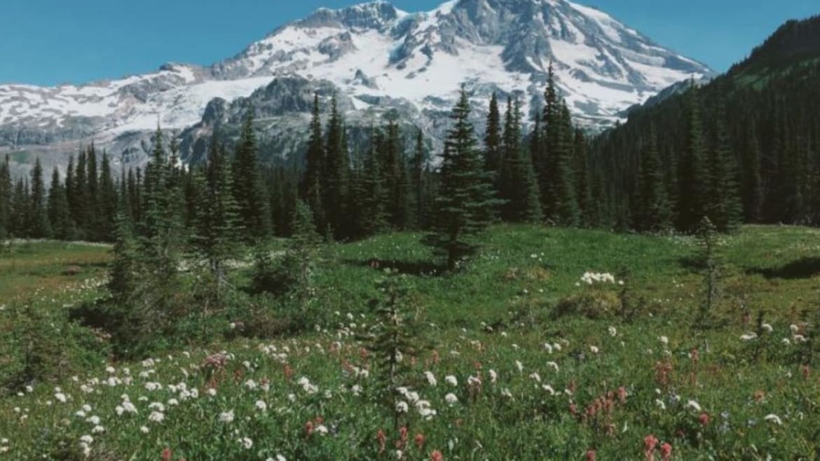 summer hiking, wildflowers