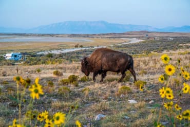 buffalo-wyoming-road