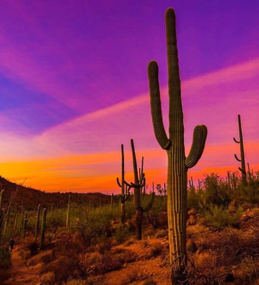 Saguaro National Park, Arizona Cactus in the desert at Sunset