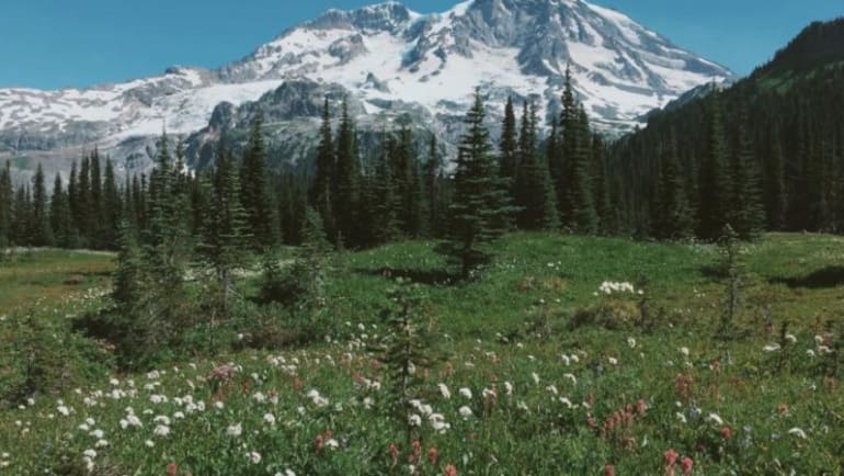 summer hiking, wildflowers