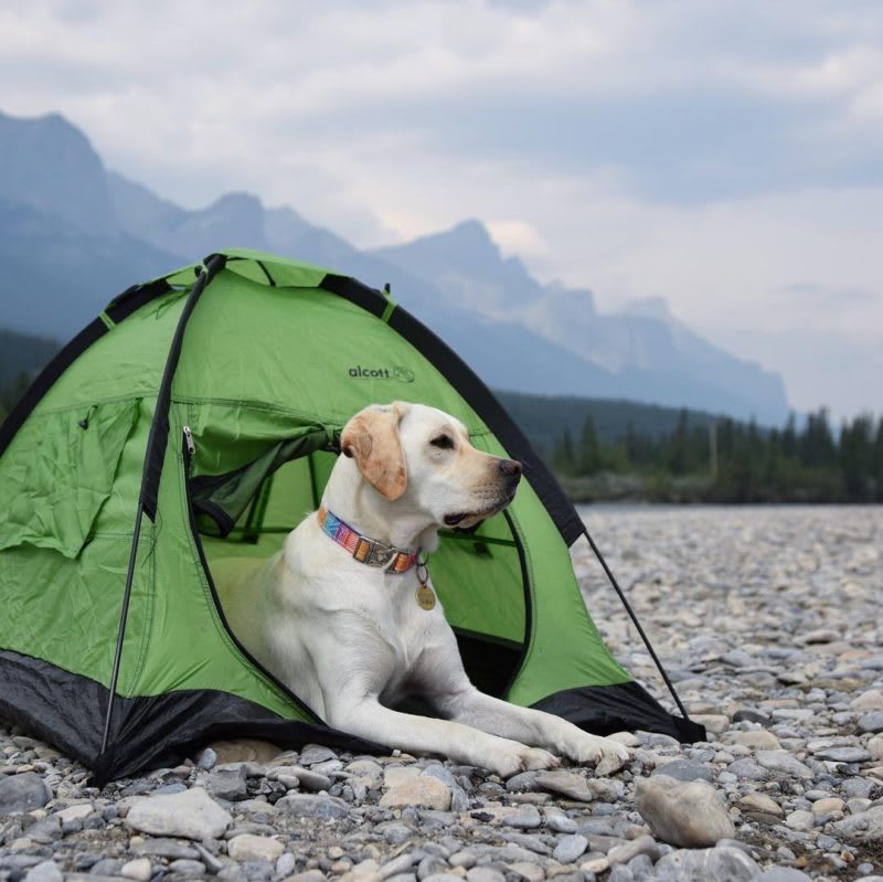 Top 10 Pet Friendly Campgrounds Across America - La Mesa Blog