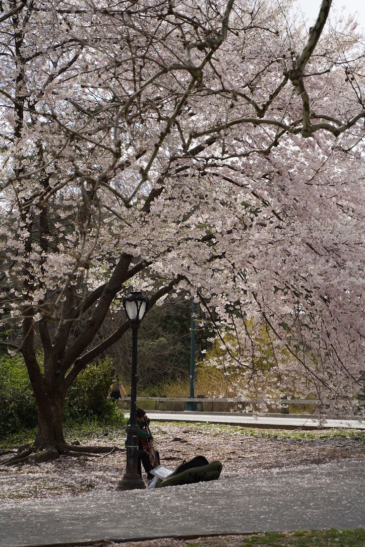 cherry blossoms chello
