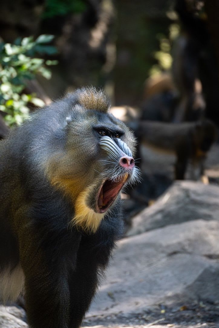 mandrill