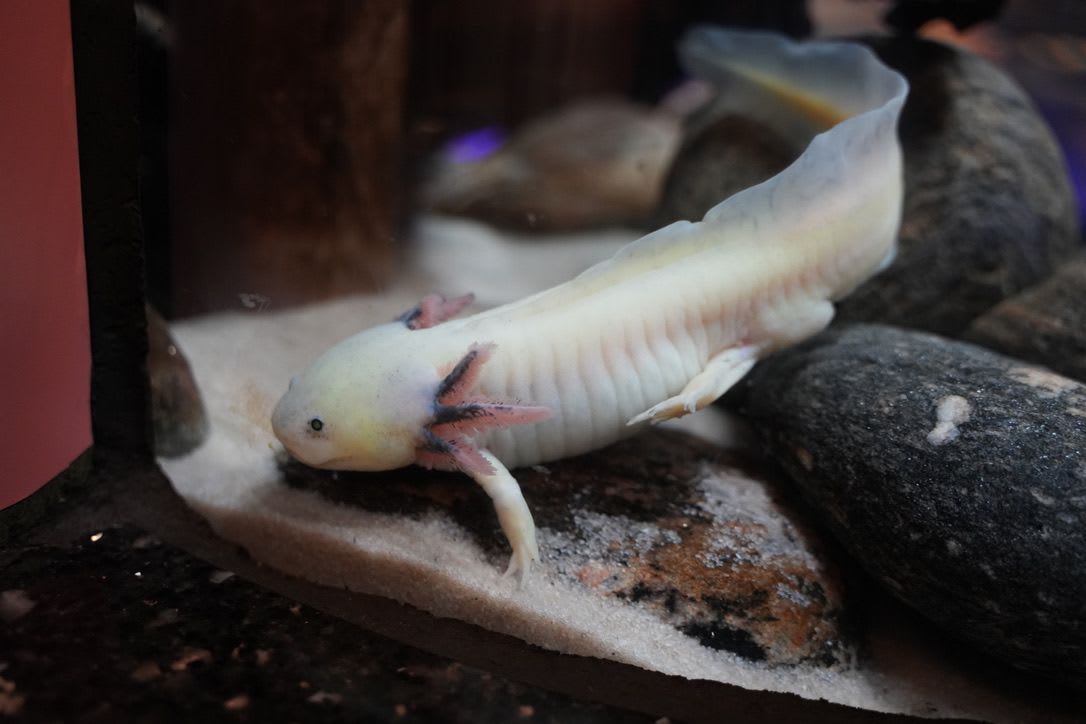 axolotl