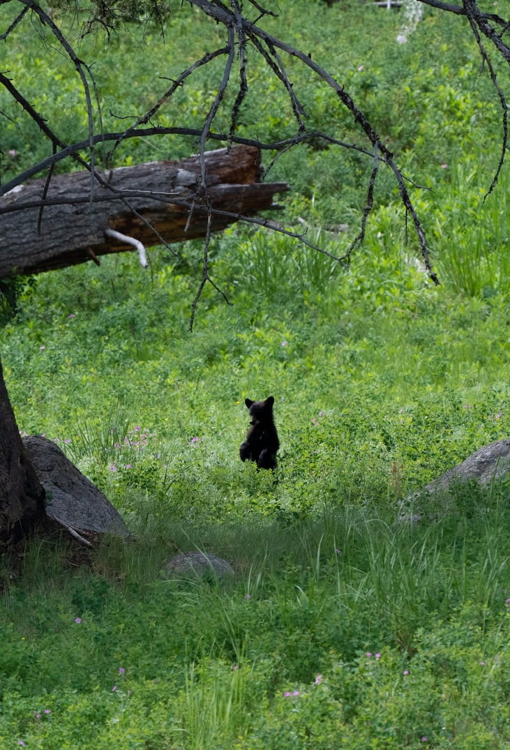 Yellowstone Bear