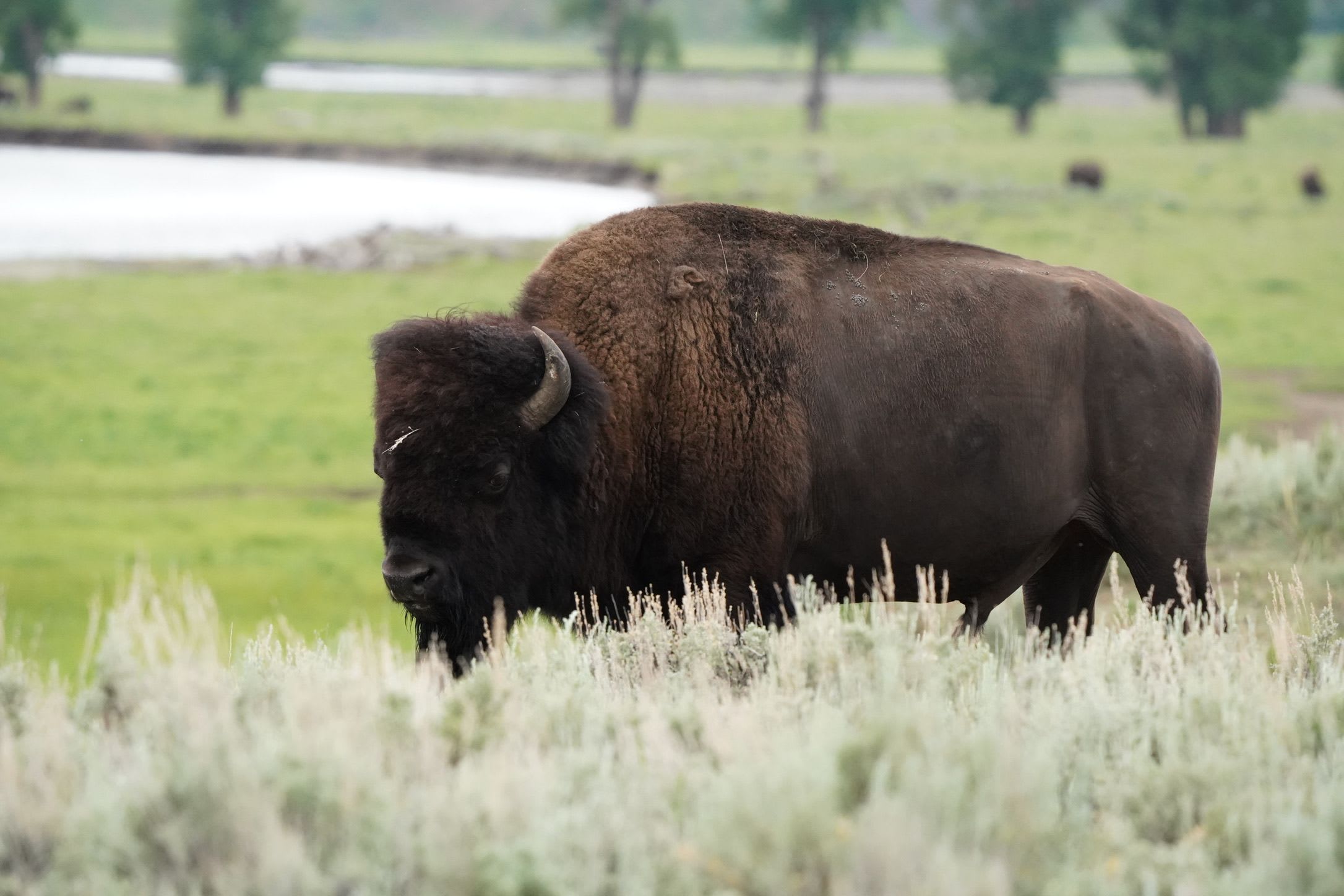 bison